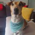 https://be.holidog.com/ImagesPetSitters/AED3B9C9-D9FC-4D19-A33A-00191BDBFCCB_square_120.jpg 102610-0