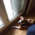 https://be.holidog.com/ImagesPetSitters/AF1B7D64-F900-4D4C-9385-07323D85E579_square_120.jpg Vacance-du-bonheur-21616-2