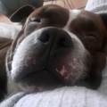 https://be.holidog.com/ImagesPetSitters/AF2AF878-C3EF-49D3-BF42-683C18B541A1_square_120.jpg Marie---99735-1