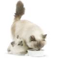 https://be.holidog.com/ImagesPetSitters/AFD03103-674A-4CAE-99B6-EA7EC856F06C_square_120.jpg Animaux-&-Cie-14960-2