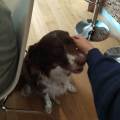 https://be.holidog.com/ImagesPetSitters/B014708E-24E4-49B7-849F-15954753EFF5_square_120.jpg Pleins-de-câlins-52503-3