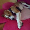 https://be.holidog.com/ImagesPetSitters/B0636FF8-78F0-4B2D-84EF-0DBDD5F37B34_square_120.jpg Vacance-du-bonheur-21616-1