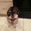 https://be.holidog.com/ImagesPetSitters/B08D2CBE-5D3A-48BD-BA24-63D716F1EC3A_square_120.jpg Dog's-Best-Friend-73444-0