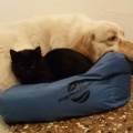 https://be.holidog.com/ImagesPetSitters/B24007A2-3268-476E-8879-2D0002D40E5E_square_120.jpg Passione-4-zampe--14806-1