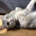 https://be.holidog.com/ImagesPetSitters/B24E20AF-3FB3-42CB-A00C-D57501DA4A54_square_120.jpg Petsitter-sur-Ixelles-50489-0