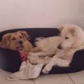 https://be.holidog.com/ImagesPetSitters/B36C2903-ACFB-438D-BFAC-AF9685D174E8_square_120.jpg Au-bonheur-des-patounes-317818-1