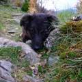 https://be.holidog.com/ImagesPetSitters/B3879DD1-7EC1-41CF-8DC4-8D520185F290_square_120.jpg Petit-cocon-pour-votre-chien-36040-3