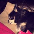 https://be.holidog.com/ImagesPetSitters/B391A09C-1986-4597-A12C-59515454E58F_square_120.jpg Mlle.Holidog-!-14825-3