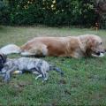 https://be.holidog.com/ImagesPetSitters/B391E00A-3F2C-4C03-B52B-150AE162DF00_square_120.jpg Carso-e-cani!-12808-1