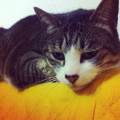 https://be.holidog.com/ImagesPetSitters/B3E0ABF2-6698-4D43-9F7D-DA7E4297ABCA_square_120.jpg Tanya-115661-2