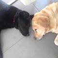https://be.holidog.com/ImagesPetSitters/B4816DC4-903A-431A-95F8-DCCF0D316660_square_120.jpg 6273-0