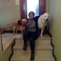 https://be.holidog.com/ImagesPetSitters/B4DA8D0A-555A-44F3-9E6F-D436E361122D_square_120.jpg Gamze,-Passeggiatrice-per-cani--84803-1