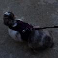 https://be.holidog.com/ImagesPetSitters/B57DE700-89D7-4706-9B64-20F0202891A7_square_120.jpg Petit-bonheur-81057-1