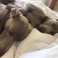 https://be.holidog.com/ImagesPetSitters/B59AFA8A-D225-4C9B-BCFD-543E8D59C081_square_120.jpg Amoureuse-des-chiens-60686-3