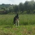 https://be.holidog.com/ImagesPetSitters/B5A0254D-3CBA-43D6-B617-6DD71EDED2C5_square_120.jpg Cosa-aspetti?-🐾--106817-2