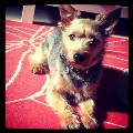 https://be.holidog.com/ImagesPetSitters/B5E31917-E613-48E1-A78F-C3485B7FDC44_square_120.jpg 5039-2