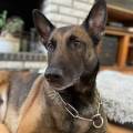 https://be.holidog.com/ImagesPetSitters/B5F66A96-2083-4DA8-A03F-7B44E8A85056_square_120.jpg Marie---99735-3