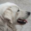 https://be.holidog.com/ImagesPetSitters/B5F75D72-4B05-430C-9BF7-F2048ED24936_square_120.jpg Amoureux-des-animaux-!-357894-2