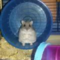 https://be.holidog.com/ImagesPetSitters/B823097A-20C6-4EAD-A386-2FD9E0121631_square_120.jpg LOVER-OF-ANIMALS-12186-3