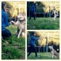 https://be.holidog.com/ImagesPetSitters/B88EBB49-8FEC-4292-8D9F-12539E1CBA92_square_120.jpg Etudiante-passionnée-36815-2