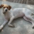 https://be.holidog.com/ImagesPetSitters/B8979A4F-78C3-4546-8F01-7F533F20EBE4_square_120.jpg Amoureux-des-animaux-!-357894-1