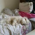 https://be.holidog.com/ImagesPetSitters/B94A8103-84CE-488F-8332-97537861CE3E_square_120.jpg Petsitter-sur-Ixelles-50489-3
