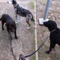 https://be.holidog.com/ImagesPetSitters/B9C52EEB-0571-4B92-8B90-4213345D6569_square_120.jpg Pets-Addict--88723-1