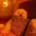 https://be.holidog.com/ImagesPetSitters/B9C735CD-8247-4352-A571-2845CCADC8DD_square_120.jpg complicité-chiens-et-chats--294059-1