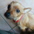 https://be.holidog.com/ImagesPetSitters/BA3FC017-6C72-4C77-A62D-78822EAFF7D5_square_120.jpg Au-bien-ĂȘtre-de-l'animal.-178419-1