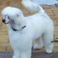 https://be.holidog.com/ImagesPetSitters/BB67B8E4-4C7F-45FF-BCB5-FAB3F60D8342_square_120.jpg 11488-2