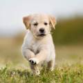 https://be.holidog.com/ImagesPetSitters/BB839AB5-8F15-447F-B3BC-10543D01674C_square_120.jpg Garde-de-chiens-par-un-passionné--495442-3