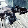https://be.holidog.com/ImagesPetSitters/BC9D0F0B-0051-4115-B97B-4759A142A2B1_square_120.jpg L'amoureuse-des-animaux--541309-2