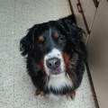 https://be.holidog.com/ImagesPetSitters/BCC28362-CEF9-44EF-8DE8-2D07A0B10155_square_120.jpg L'amie-des-animaux-95458-1