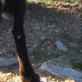 https://be.holidog.com/ImagesPetSitters/BD67E25F-CBF5-4D91-B30C-5CF6BB8F52D0_square_120.jpg 15222-3