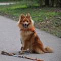 https://be.holidog.com/ImagesPetSitters/BDBAA85C-2C70-474E-8E47-610D529DA8D3_square_120.jpg Chez-Lucky-et-Morgane-!--332277-0