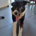 https://be.holidog.com/ImagesPetSitters/BE04B617-07AF-4CE9-B7BE-90D304EBCD67_square_120.jpg Petsitter-le-jour,-Autrice-la-nuit-97653-2