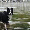 https://be.holidog.com/ImagesPetSitters/BE6AB131-8925-481A-9914-F808BB855C33_square_120.jpg Chez-nous-27642-2
