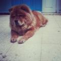https://be.holidog.com/ImagesPetSitters/BEB1B94B-3EE4-4D9B-98BB-4A16722D93A9_square_120.jpg Salim--121543-2