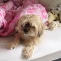 https://be.holidog.com/ImagesPetSitters/C07676A5-563A-4FA1-A0EA-D69170B49ED6_square_120.jpg Garde/Visite/Promenade-d’animaux-498954-2