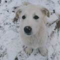 https://be.holidog.com/ImagesPetSitters/C07F7C25-115E-4211-96B7-4A7EB5755F10_square_120.jpg Puppyland-78908-2