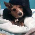 https://be.holidog.com/ImagesPetSitters/C08EC825-3C64-4650-A3F9-665AE1442ED2_square_120.jpg 5194-1