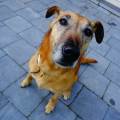 https://be.holidog.com/ImagesPetSitters/C0D79045-990B-4DD2-B0CE-9D490F100CBB_square_120.jpg Amour-pour-les-4-pattes--49578-1