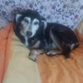 https://be.holidog.com/ImagesPetSitters/C0F32217-1E35-4789-8290-99F81AE5826E_square_120.jpg LOVER-OF-ANIMALS-12186-1
