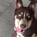 https://be.holidog.com/ImagesPetSitters/C11A008B-9852-4186-9B21-EC5D38511CD6_square_120.jpg pets-lover-225158-0