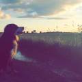 https://be.holidog.com/ImagesPetSitters/C196433C-3304-4245-827C-92CA1CDC3236_square_120.jpg Bernese-paradise--16419-2