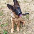 https://be.holidog.com/ImagesPetSitters/C2C1B58A-91D2-4889-A95C-9EE20D39164D_square_120.jpg Lulu-pets-458474-1