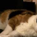 https://be.holidog.com/ImagesPetSitters/C2E51ED0-9D9A-4221-BD16-0417A77C7BF6_square_120.jpg 23649-0