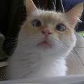 https://be.holidog.com/ImagesPetSitters/C2F51D8D-5BC0-414F-BD15-5E678D6C2B78_square_120.jpg 392-2