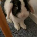 https://be.holidog.com/ImagesPetSitters/C326F85F-C80B-44CE-B798-66797EC9D7D0_square_120.jpg Garde-d'animaux-305749-1