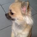https://be.holidog.com/ImagesPetSitters/C32CE629-3485-41D4-B87F-6BB9725A452A_square_120.jpg 4894-0